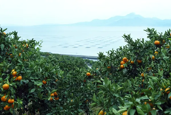 河内のみかん畑