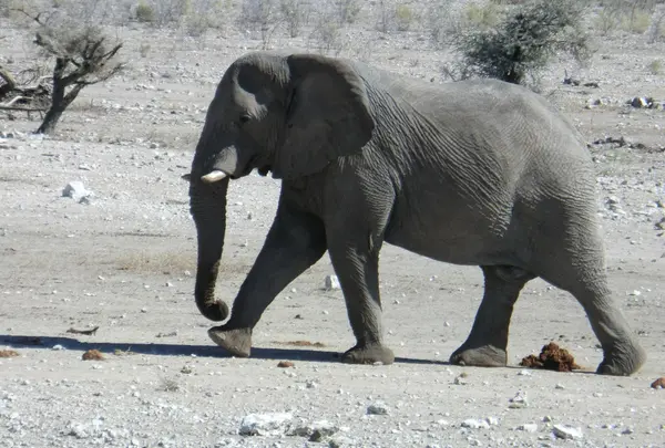 エトーシャ国立公園