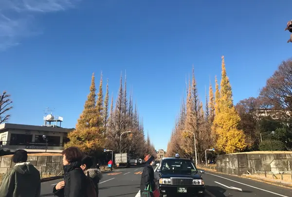 明治神宮外苑いちょう並木