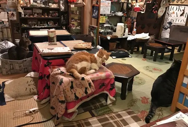 ねんねこ家の写真・動画_image_212708