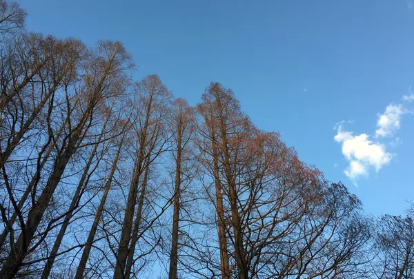 小石川植物園