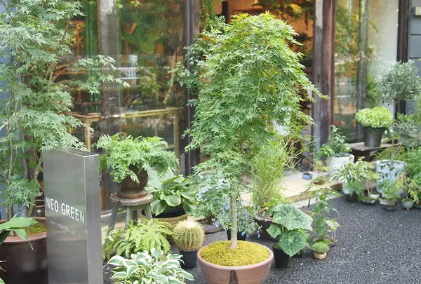 NEO GREEN