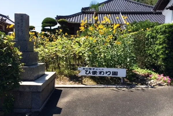 大楽寺／ひまわり