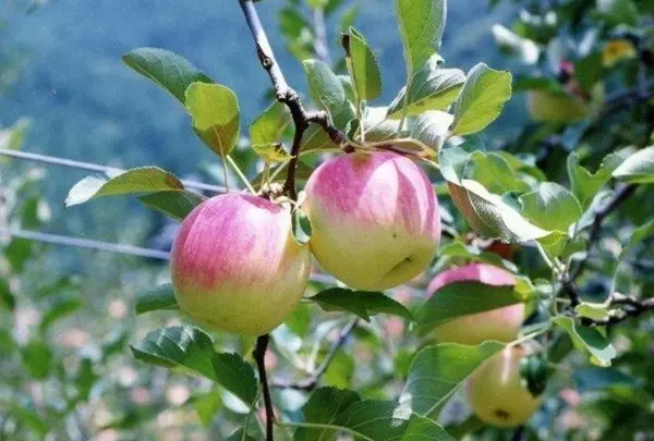 原観光りんご園