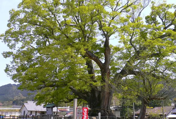 野間の大けやき