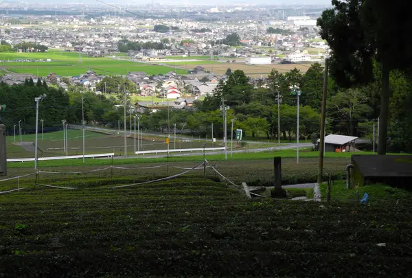 池田町　茶畑