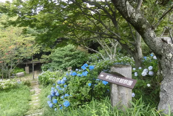 摩耶自然観察園の写真・動画_image_252419