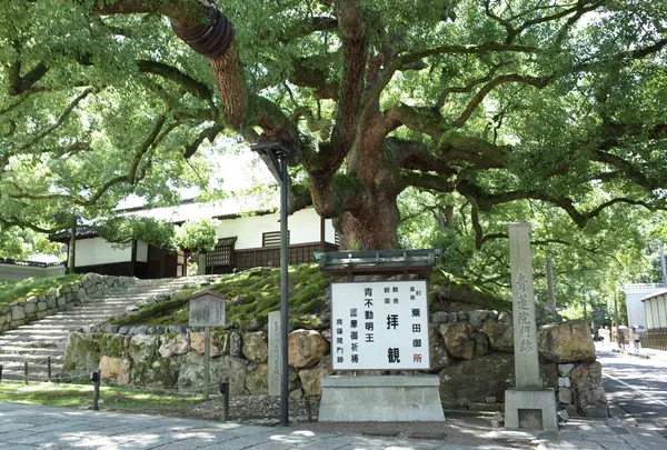 青蓮院門跡の写真・動画_image_256922
