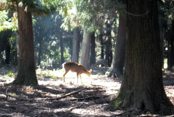奈良公園