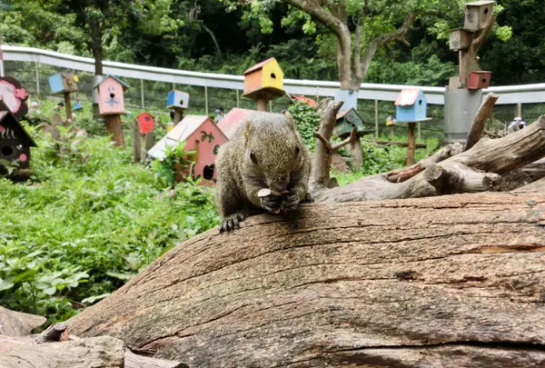 町田リス園
