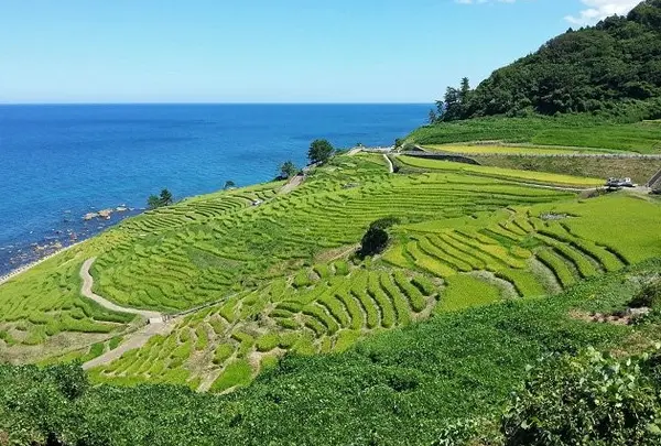 白米の千枚田