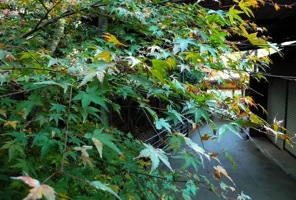 途中、川の沿道もいい感じ