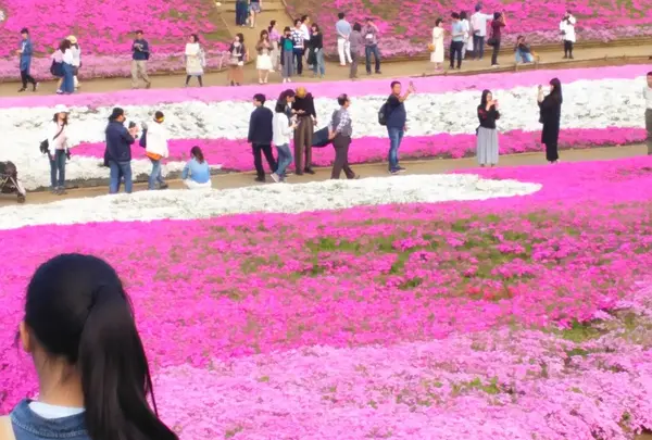 芝桜の丘