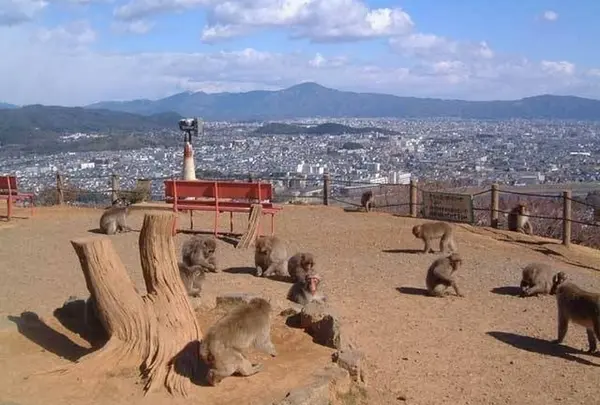 嵐山モンキーパークいわたやま