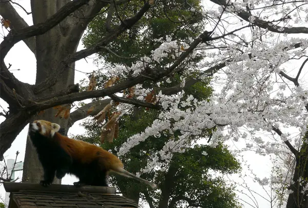 野毛山動物園の写真・動画_image_301322
