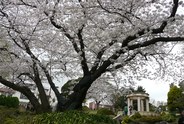 港の見える丘公園の写真・動画_image_301341