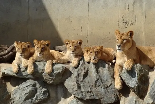 かみね動物園