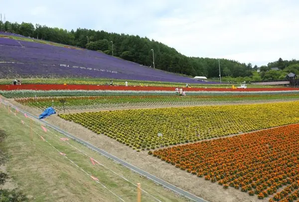 ファーム富田