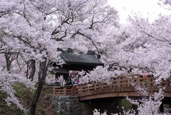 高遠城址公園