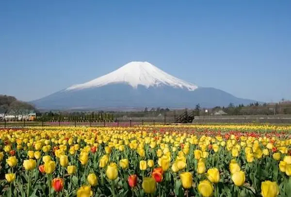 山中湖花の都公園