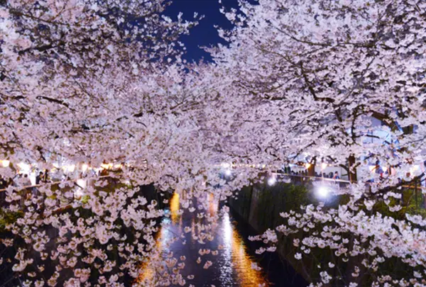 目黒川の桜並木