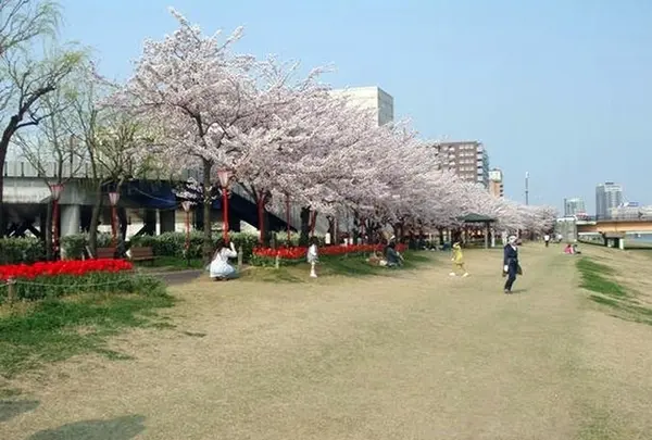 信濃川やすらぎ堤緑地