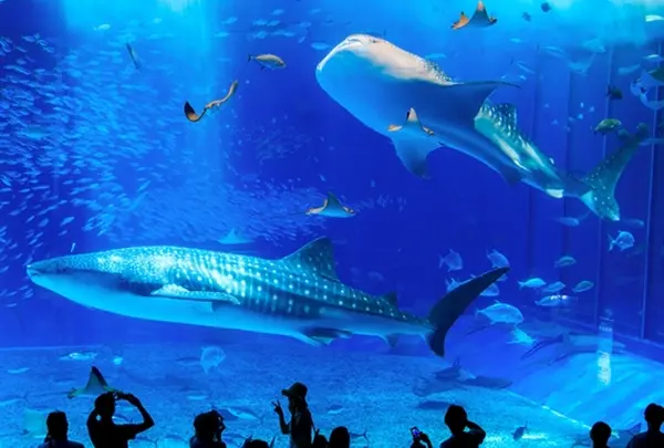 🐠 沖縄美ら海水族館