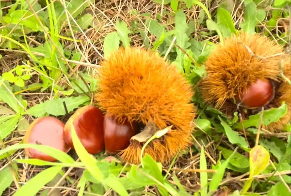 高島市農業公園 マキノピックランドの写真・動画_image_444202