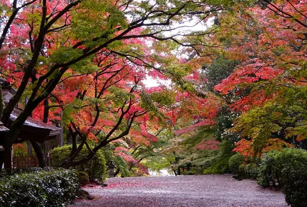 胡宮神社の写真・動画_image_462924