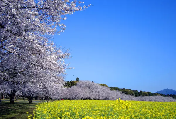 西都原古墳群