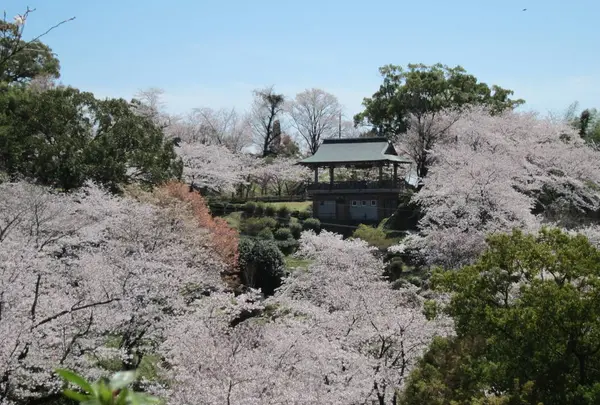 菊池公園・桜・桜・桜