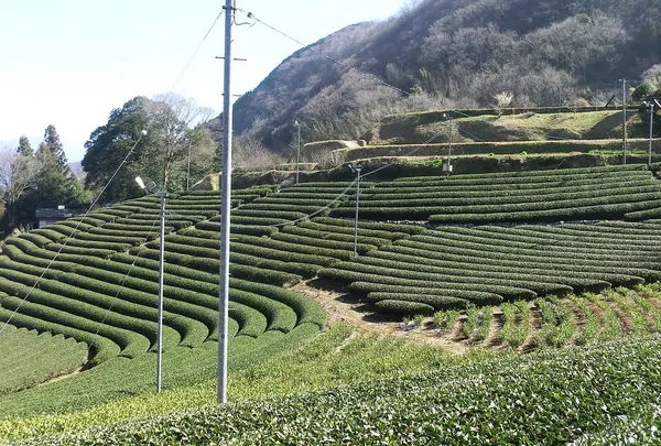 丸小野地区茶園