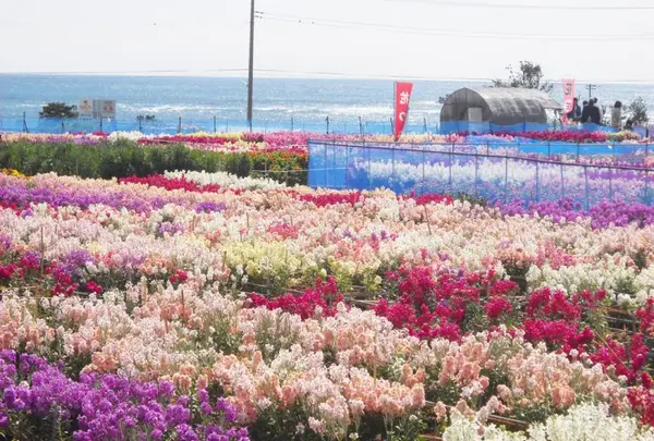白間津花畑