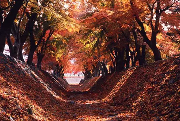 もみじ回廊