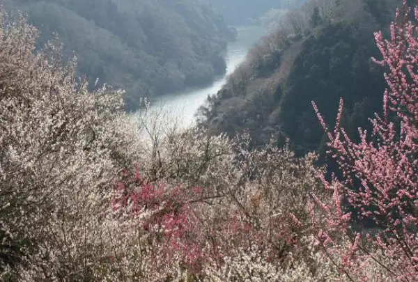 月ヶ瀬梅渓