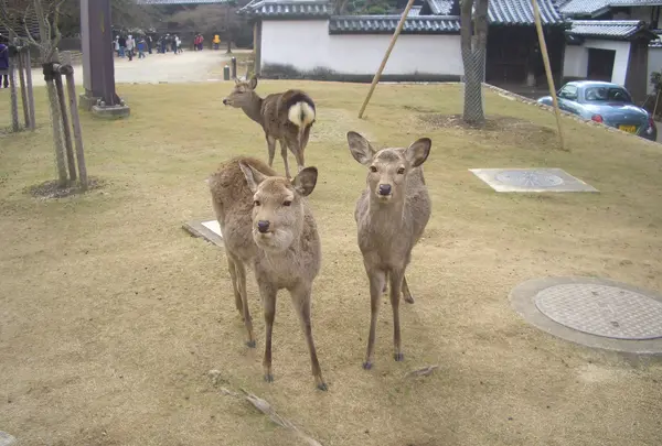 奈良公園