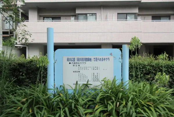 夙川河川敷緑地