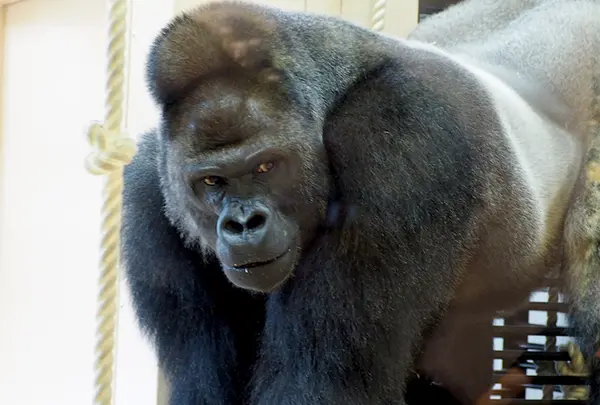 東山動物園