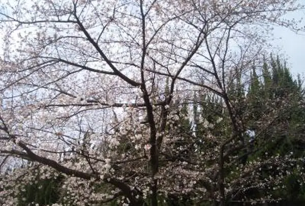 毛馬桜之宮公園