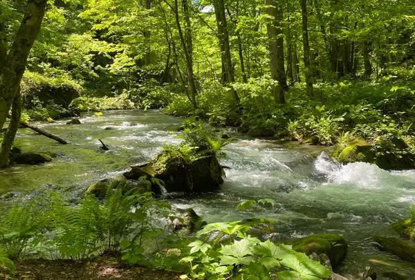 奥入瀬渓流　　の写真・動画_image_670980