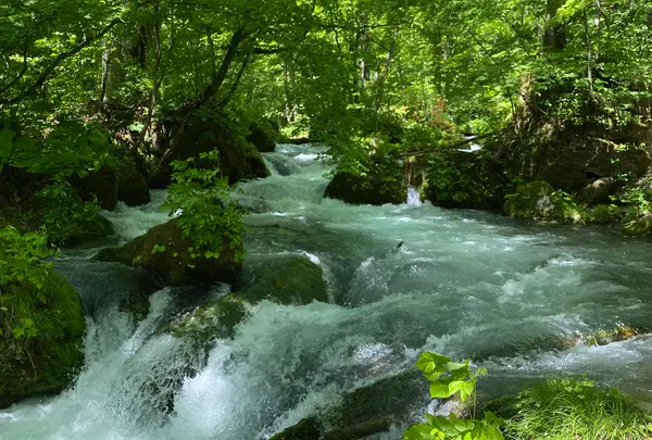 奥入瀬渓流　　の写真・動画_image_671943