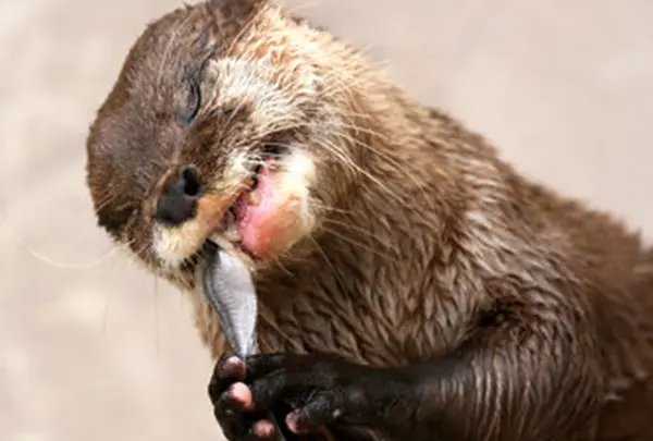 ふれあいの里