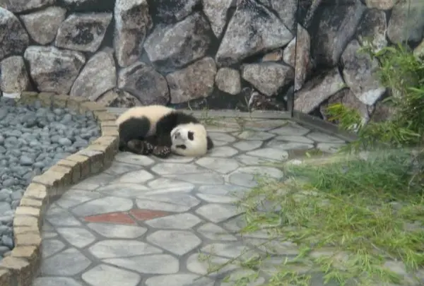 パンダ！