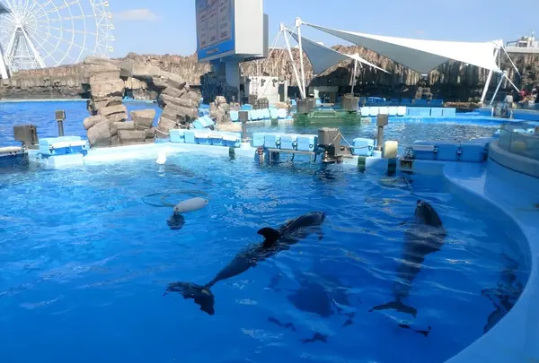 見ごたえのあるイルカのショー