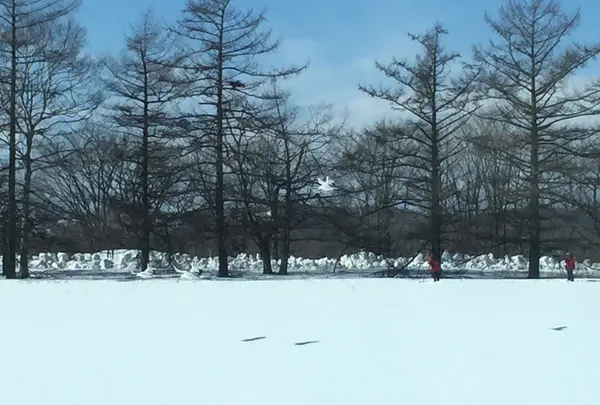 タンチョウが飛んだ！！