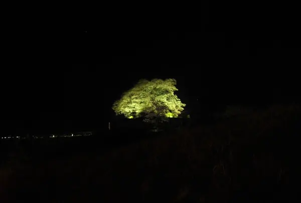遠くから見た桜