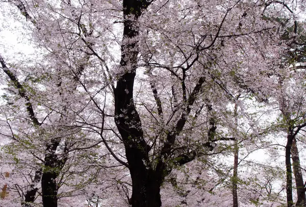 移り行く