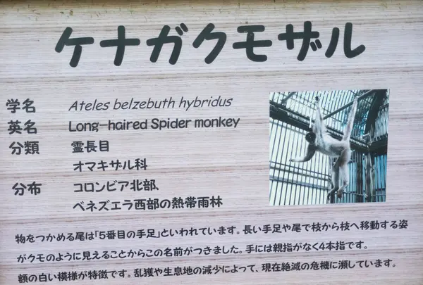 ケナガクモザル