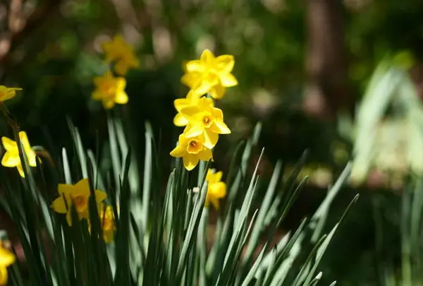 季節の花々