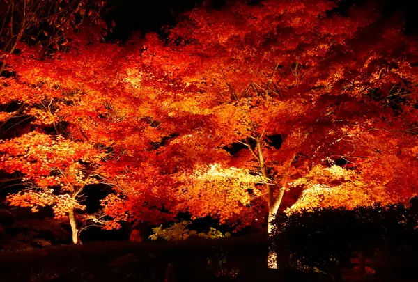 紅葉のライトアップも素敵♪